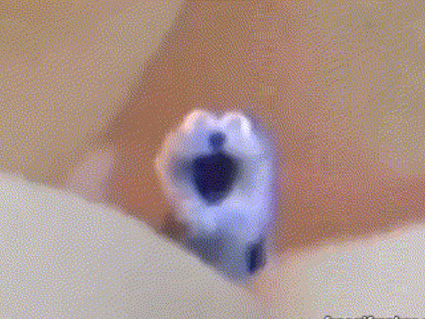 screaming blue thing remix remix remix remix remix remix remix remix remix remix remix remix … remix
