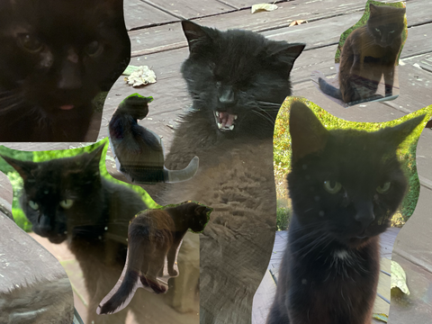 rip my neighbors cat :’(