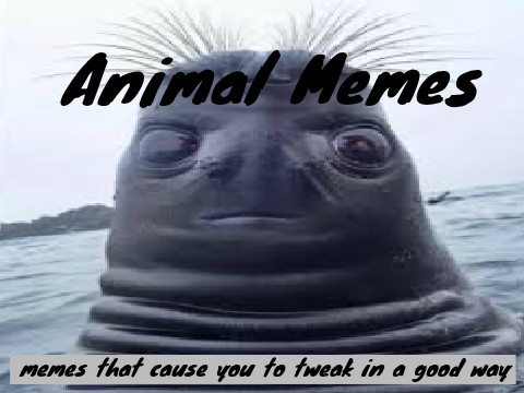 Animal memes