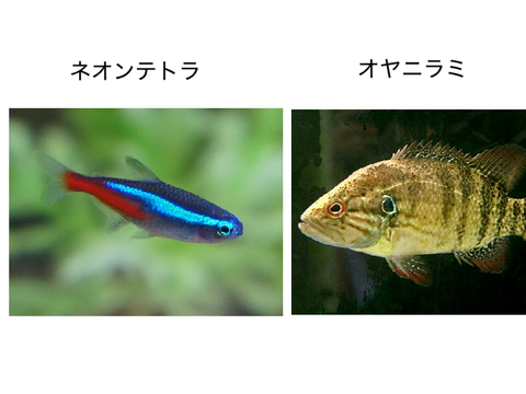 魚飼います