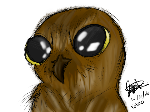 Cute Potoo! <3