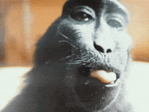 rizz monkey 