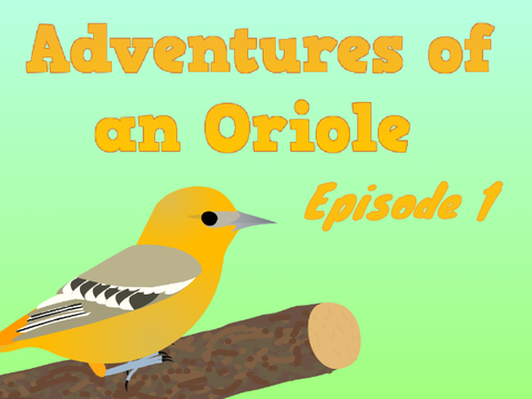 Adventures of an Oriole - Episode 1