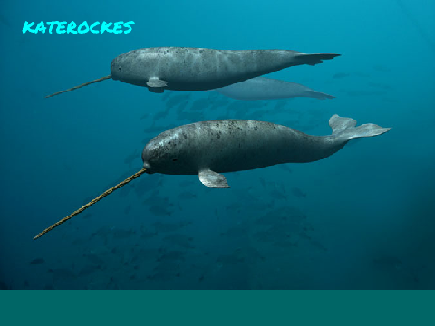 SIGN TO HELP SAVE THE NARWHALS!!!!!!!