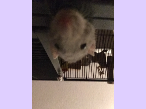 Rat