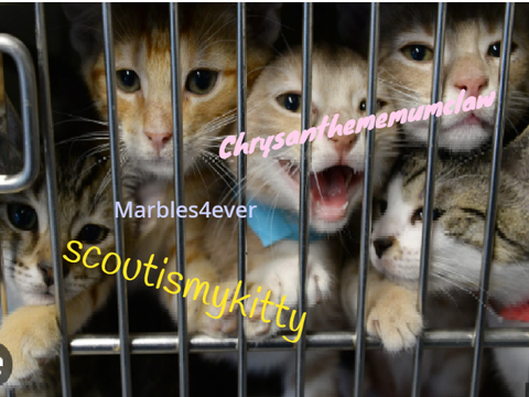 Sign to show you want to help animals! remix remix