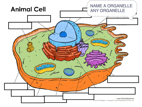 Animal cell thingy idk