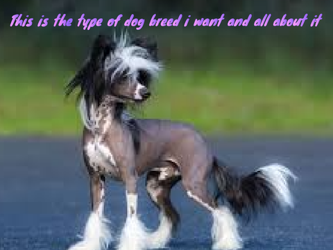 The Pet I Want and About It!!