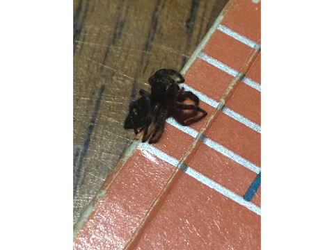 Spider friend :>
