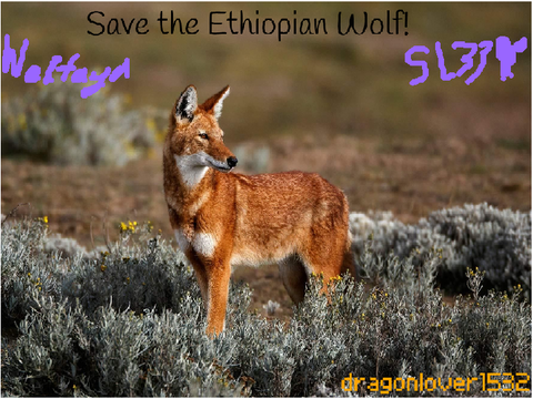 Save the Ethiopian Wolf! remix remix-2