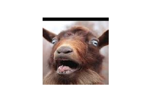 Screaming animals