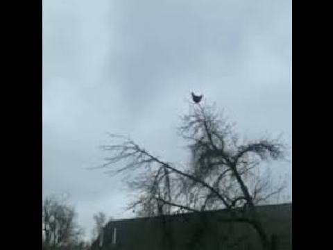 Screaming Chicken repost on scratch