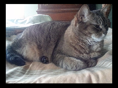 My Cats!