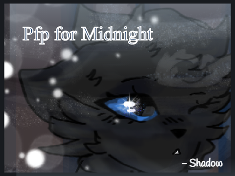 PFP - Midnight