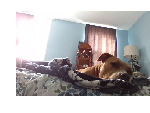 Other dog Taffy