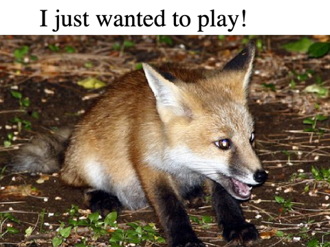 STOP HUNTING FOXES remix remix remix remix remix 8th remix... remix remix remix remix remix r… remix