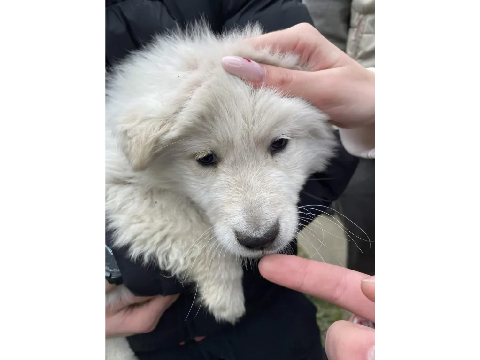 i founda puppy >w<