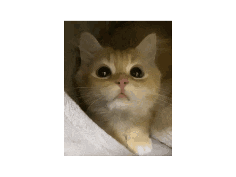 GIF of the week