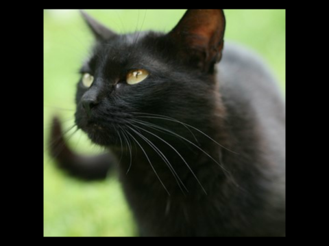 Amazing Looking Cats!
