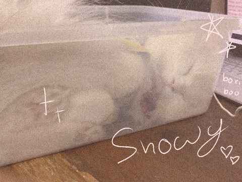 ♥S♥n♥o♥w♥y♥