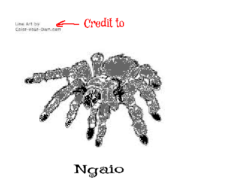 Ngaio the Spider