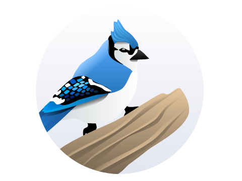 Blue Jay
