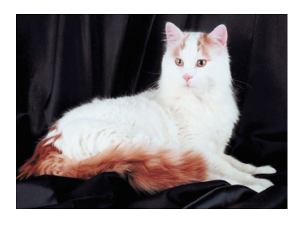 Autumn J - Therian Cat