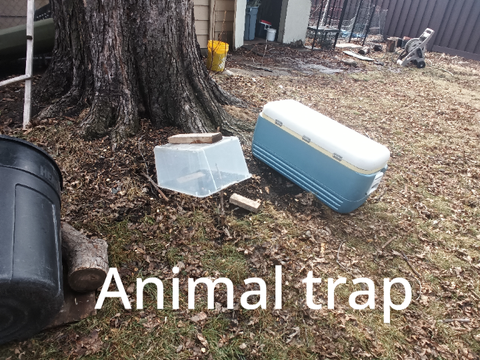 Animal trap