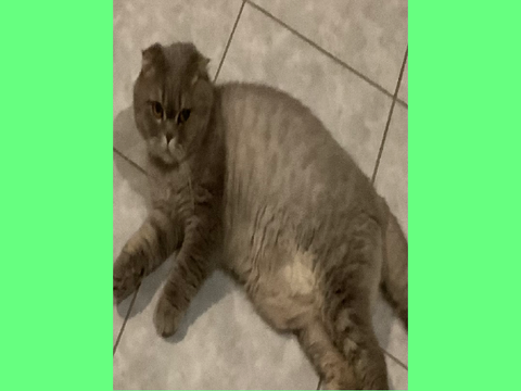 My cat lol