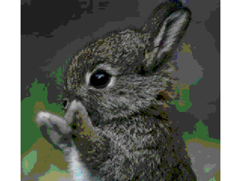 bunny profile