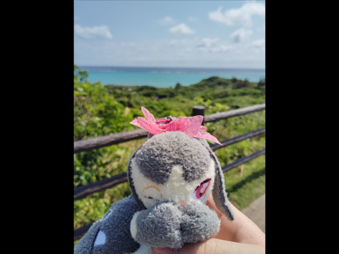 クチートと旅行(石垣島編)