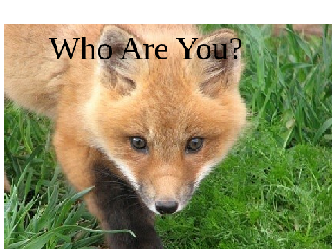 STOP HUNTING FOXES  remix remix remix remix remix...