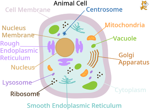 Cells Structure and Organelles