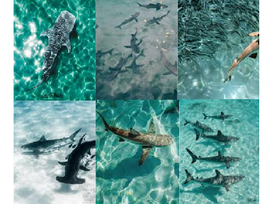 300+ Ocean Themed DMACE For 17Jayfeather17!