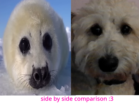 I'm pretty sure my grandmas dog maple is part seal