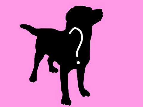 What Dog Breed Are You Quiz ♥ *Improved