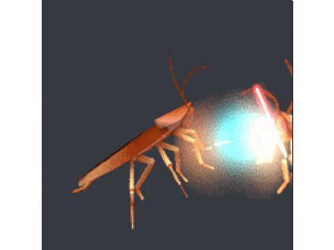 Cockroaches 