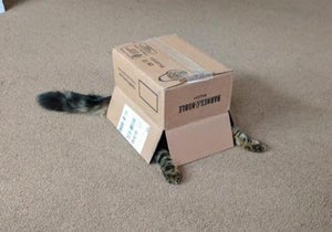 Cardboard Espionage
