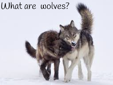 What are wolves?