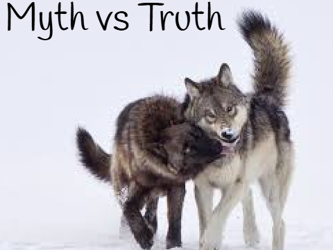 Myth vs Truth