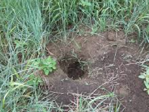 ☆ - - gopherkit's hollow - - ☆