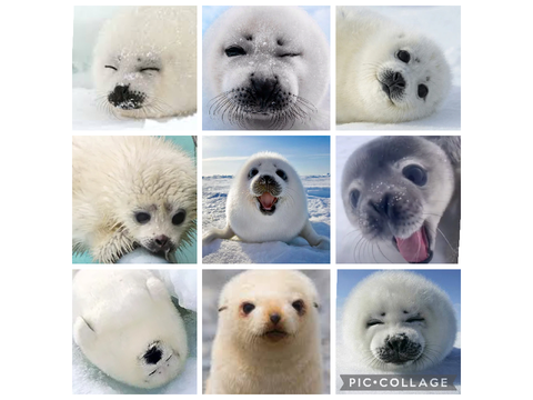 Moodboard of baby seals!