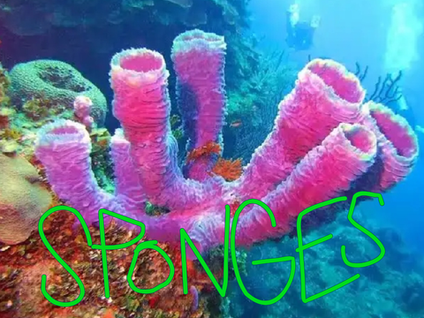 The Rise and Fall of SpongeBob SquarePants