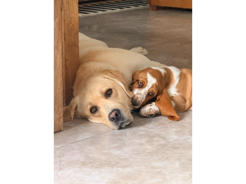 pour les Scratchers qui aime les chiens