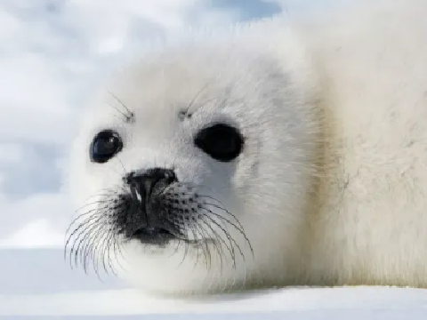 silly seal guy uh