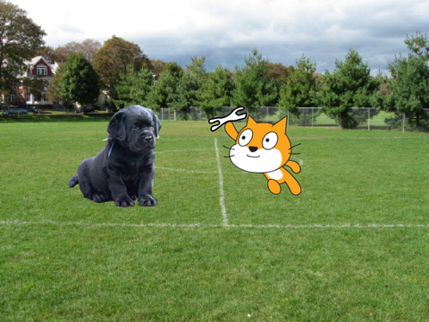 Dog vs Cat