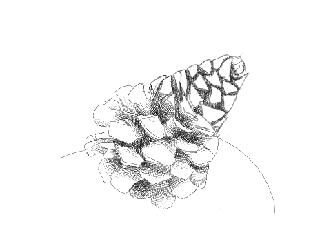 PiNE cOne 