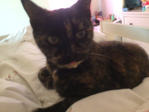 Pictures of my cat!