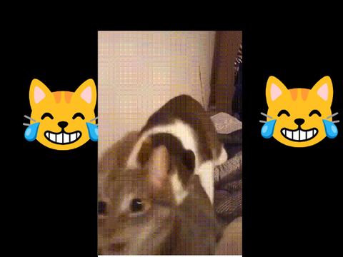 Cats can sing