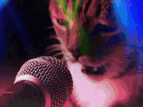 Cat singer